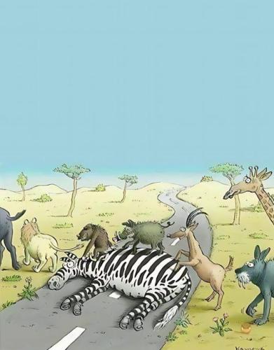 zebra